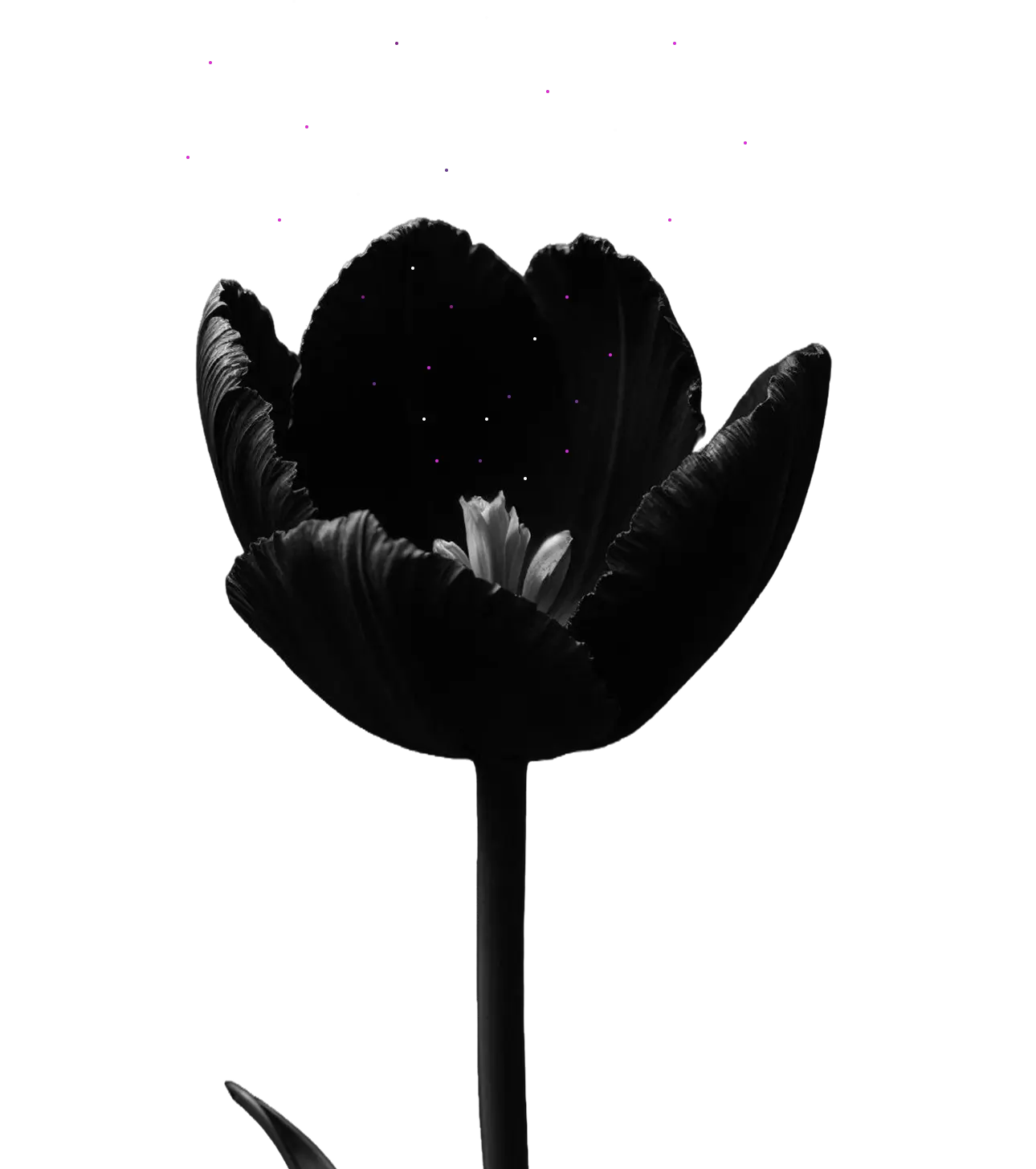 flower_7